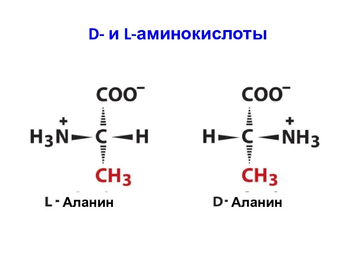 D- и L-аминокислоты Аланин Аланин