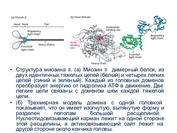 Структура миозина II. (а) Миозин II димерный белок, из двух идентичных