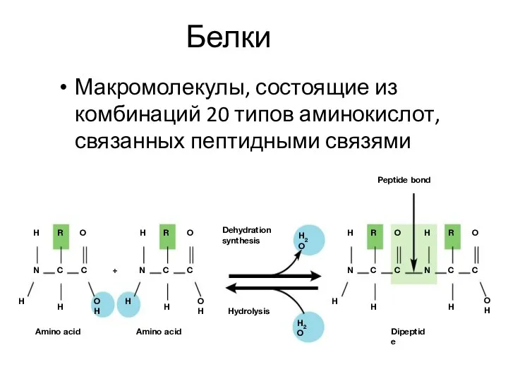 Белки Макромолекулы, состоящие из комбинаций 20 типов аминокислот, связанных пептидными связями