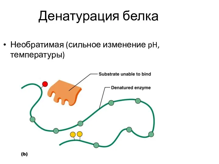 Денатурация белка Необратимая (сильное изменение pH, температуры)