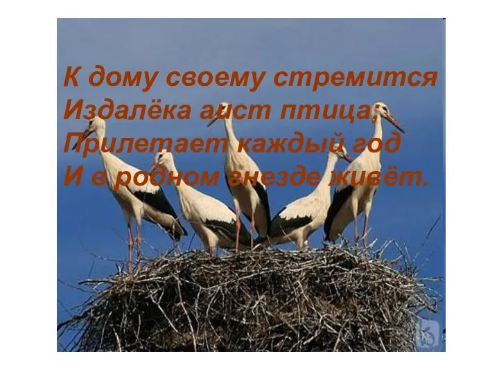 К дому своему стремится Издалёка аист птица; Прилетает каждый год И в родном гнезде живёт.