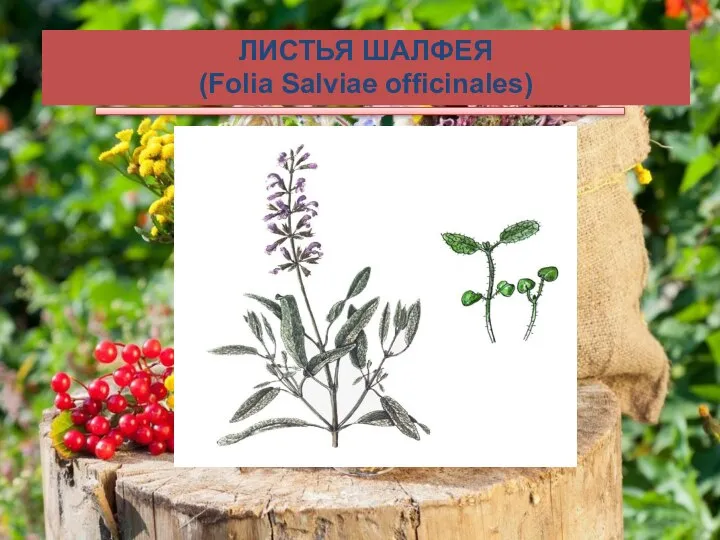 ЛИСТЬЯ ШАЛФЕЯ (Folia Sаlviае officinales)