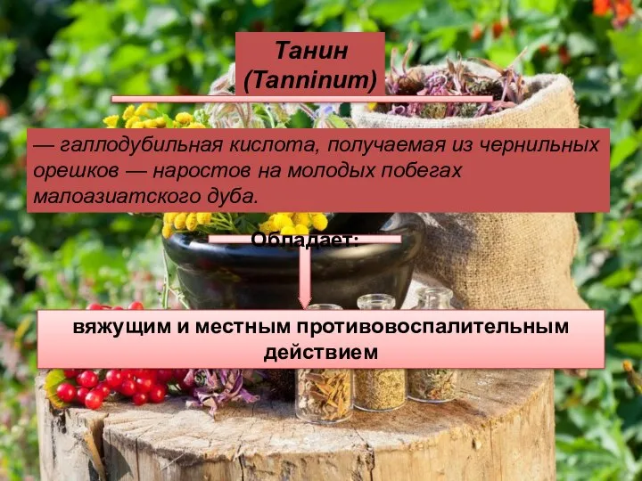 Танин (Tanninum) — галлодубильная кислота, получаемая из чернильных орешков — наростов