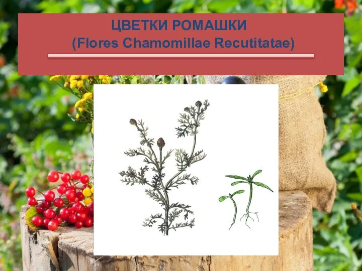 ЦВЕТКИ РОМАШКИ (Flores Chamomillae Recutitаtae)