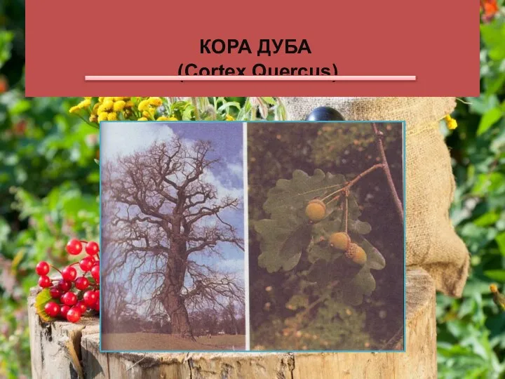 КОРА ДУБА (Cortex Quercus).