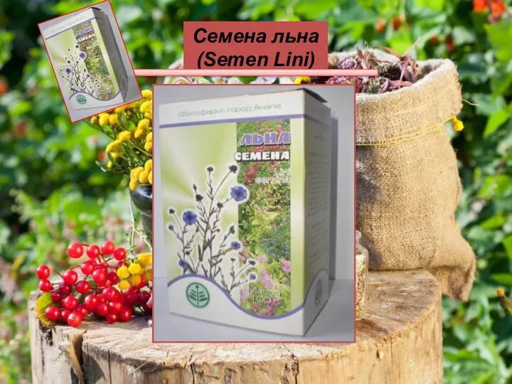 Семена льна (Semen Lini)