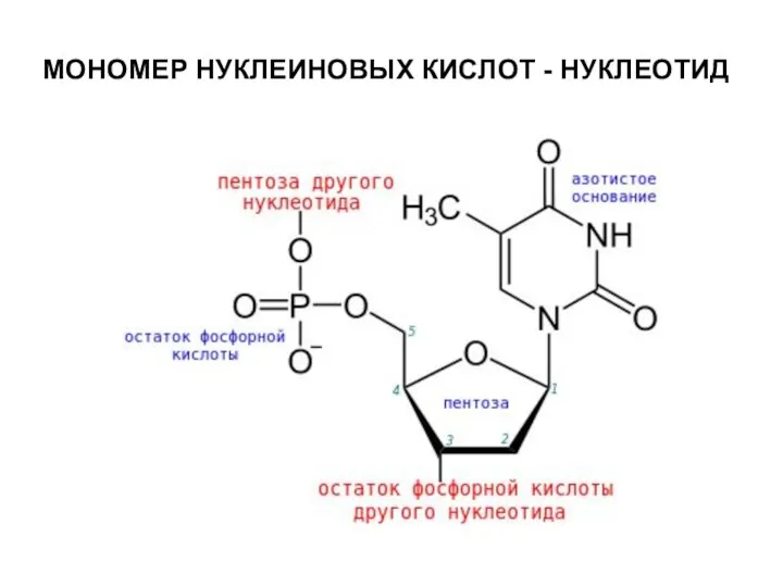 МОНОМЕР НУКЛЕИНОВЫХ КИСЛОТ - НУКЛЕОТИД