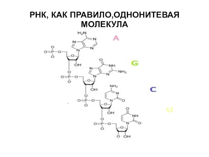 РНК, КАК ПРАВИЛО,ОДНОНИТЕВАЯ МОЛЕКУЛА