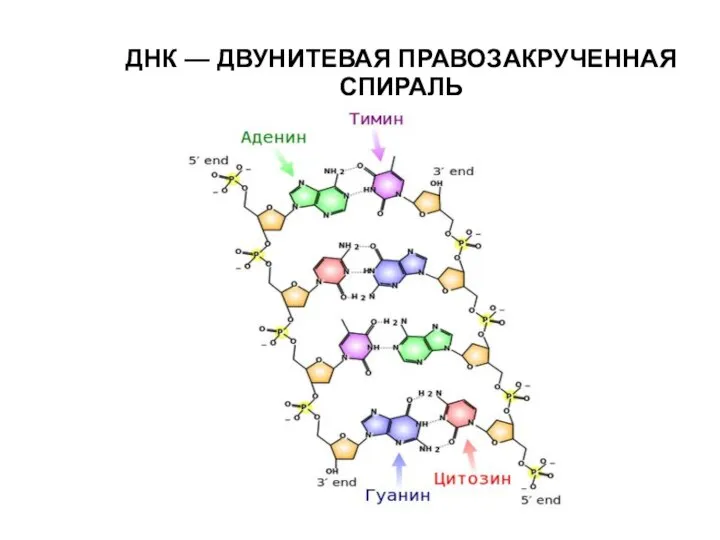 ДНК — ДВУНИТЕВАЯ ПРАВОЗАКРУЧЕННАЯ СПИРАЛЬ