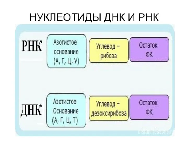 НУКЛЕОТИДЫ ДНК И РНК