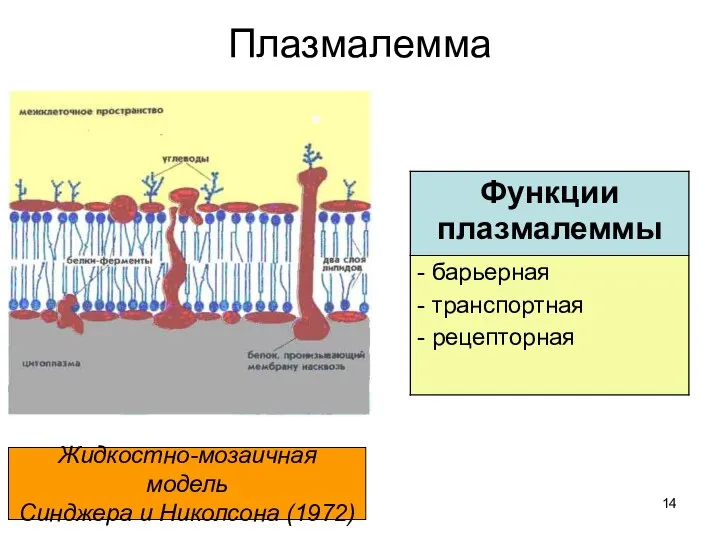 Плазмалемма Жидкостно-мозаичная модель Синджера и Николсона (1972)