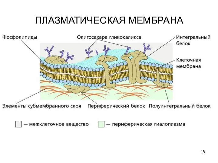 ПЛАЗМАТИЧЕСКАЯ МЕМБРАНА