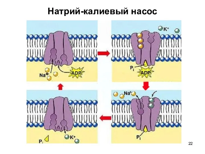 Натрий-калиевый насос