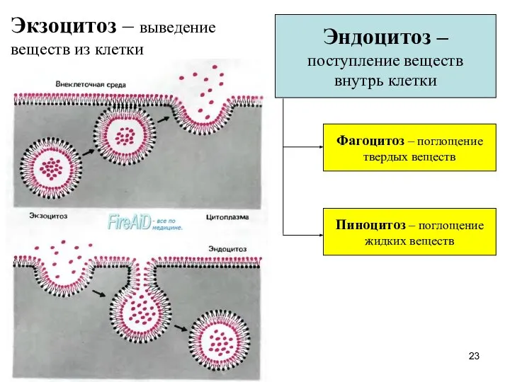 Экзоцитоз – выведение веществ из клетки Эндоцитоз – поступление веществ внутрь