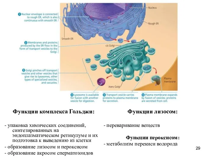 Функции комплекса Гольджи: - упаковка химических соединений, синтезированных на эндоплазматическом ретикулуме