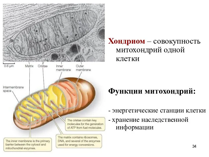 Хондриом – совокупность митохондрий одной клетки Функции митохондрий: - энергетические станции клетки - хранение наследственной информации