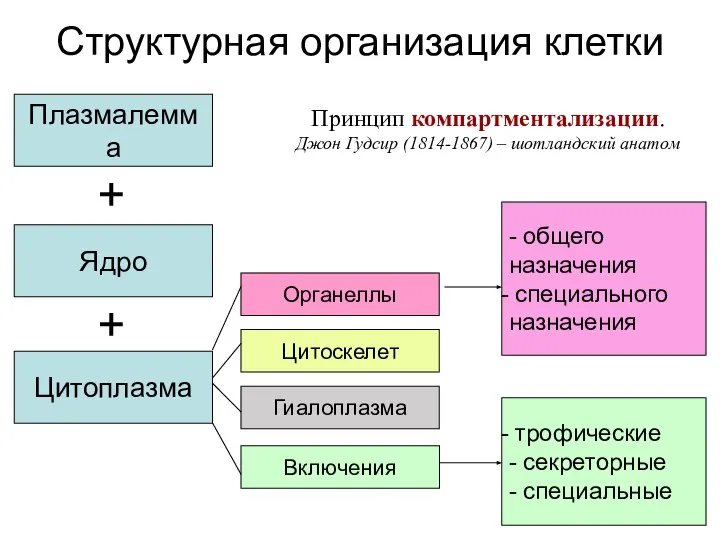 Структурная организация клетки Плазмалемма Ядро Цитоплазма Органеллы Цитоскелет Гиалоплазма Включения -