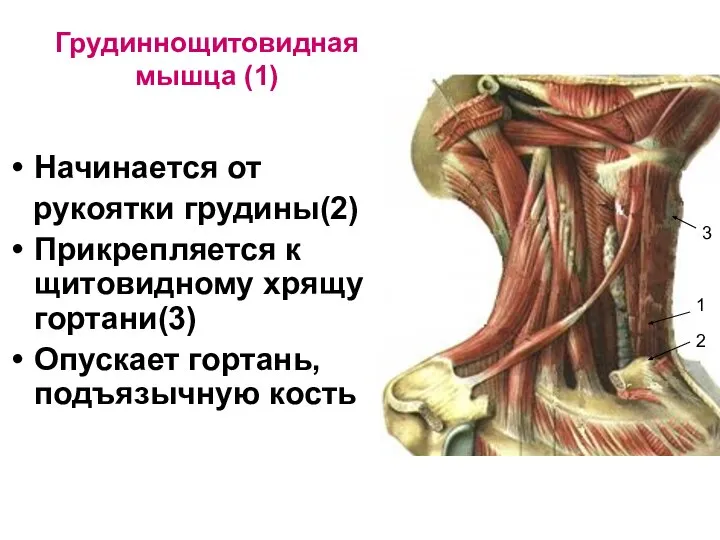 Грудиннощитовидная мышца (1) Начинается от рукоятки грудины(2) Прикрепляется к щитовидному хрящу