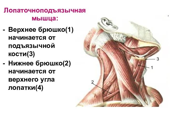 Лопаточноподъязычная мышца: Верхнее брюшко(1) начинается от подъязычной кости(3) Нижнее брюшко(2) начинается