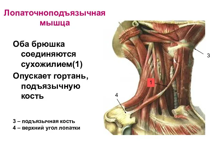 Лопаточноподъязычная мышца Оба брюшка соединяются сухожилием(1) Опускает гортань, подъязычную кость 1