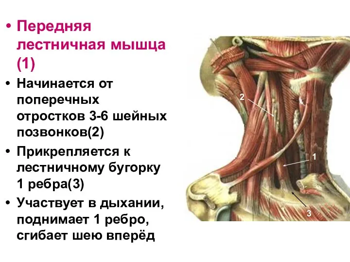 Передняя лестничная мышца(1) Начинается от поперечных отростков 3-6 шейных позвонков(2) Прикрепляется