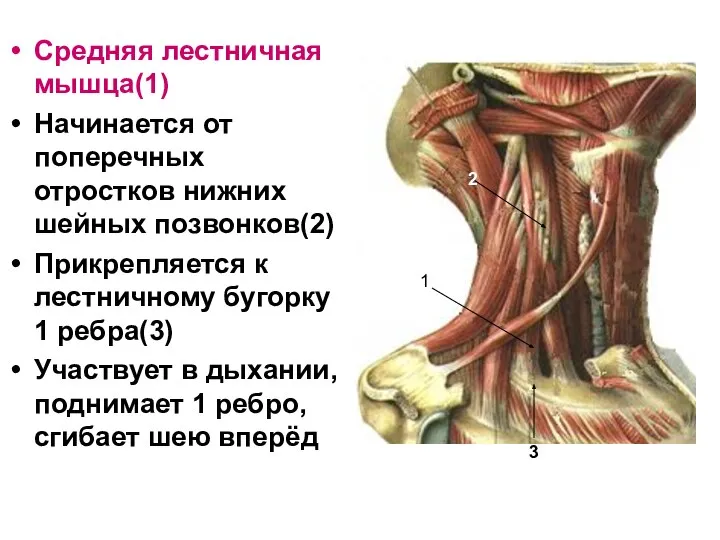 Средняя лестничная мышца(1) Начинается от поперечных отростков нижних шейных позвонков(2) Прикрепляется
