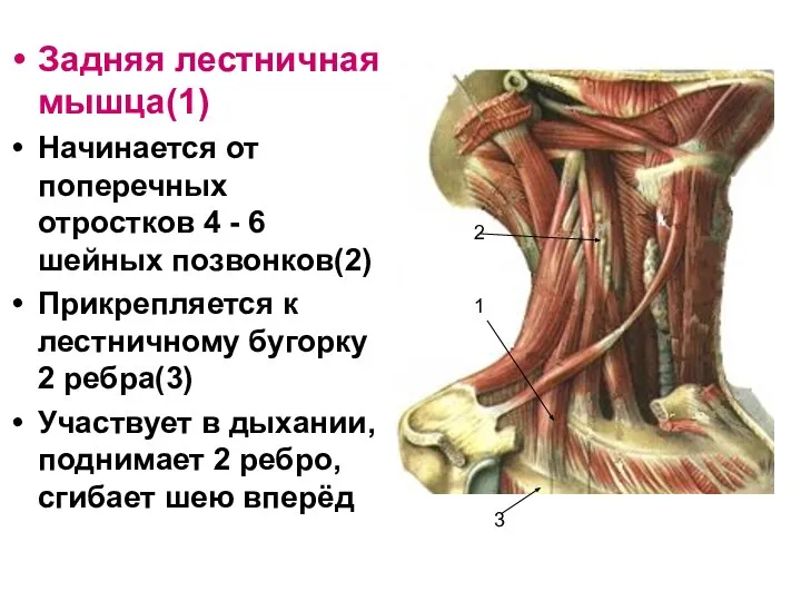 Задняя лестничная мышца(1) Начинается от поперечных отростков 4 - 6 шейных