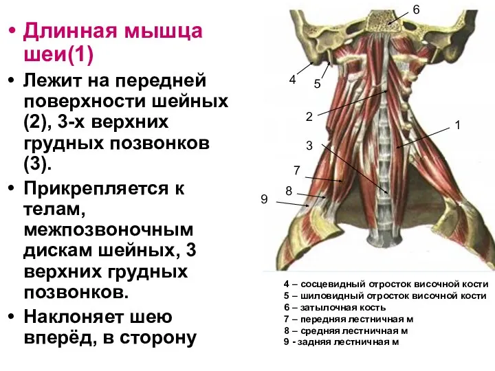 Длинная мышца шеи(1) Лежит на передней поверхности шейных(2), 3-х верхних грудных