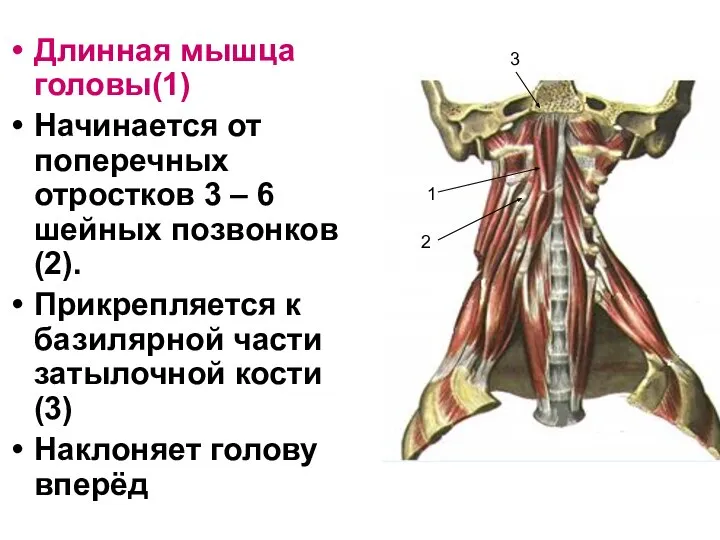 Длинная мышца головы(1) Начинается от поперечных отростков 3 – 6 шейных