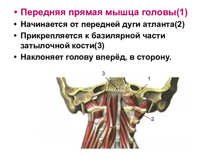 Передняя прямая мышца головы(1) Начинается от передней дуги атланта(2) Прикрепляется к