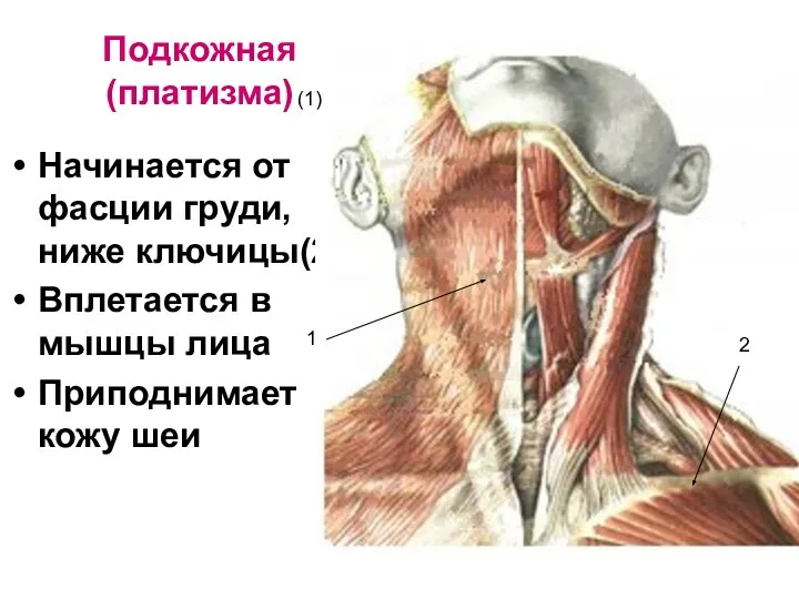 Подкожная (платизма) Начинается от фасции груди, ниже ключицы(2) Вплетается в мышцы