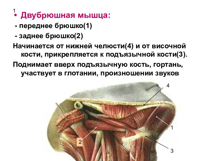 1 Двубрюшная мышца: - переднее брюшко(1) - заднее брюшко(2) Начинается от