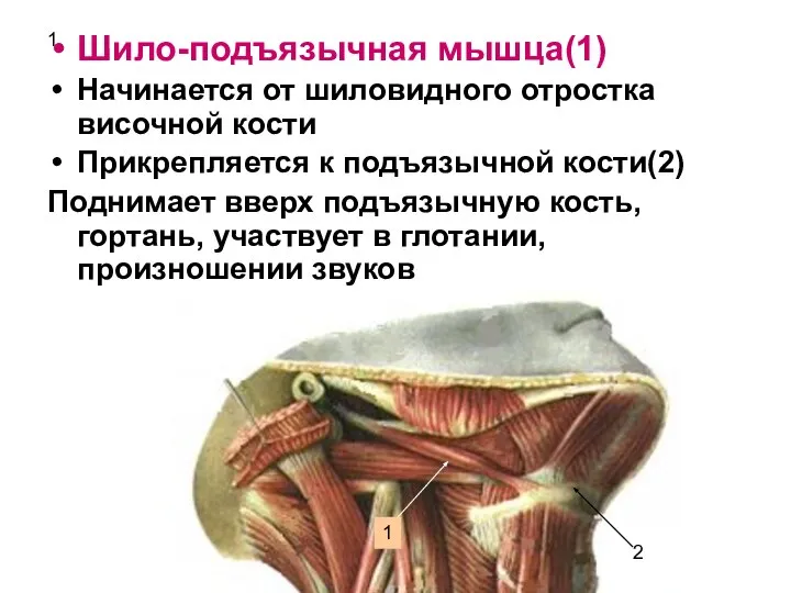 1 Шило-подъязычная мышца(1) Начинается от шиловидного отростка височной кости Прикрепляется к