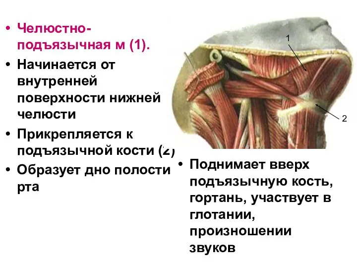 Поднимает вверх подъязычную кость, гортань, участвует в глотании, произношении звуков Челюстно-