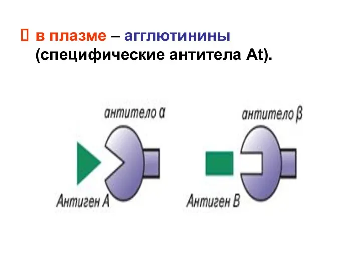 в плазме – агглютинины (специфические антитела At).