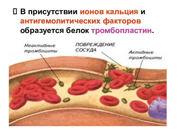 В присутствии ионов кальция и антигемолитических факторов образуется белок тромбопластин.