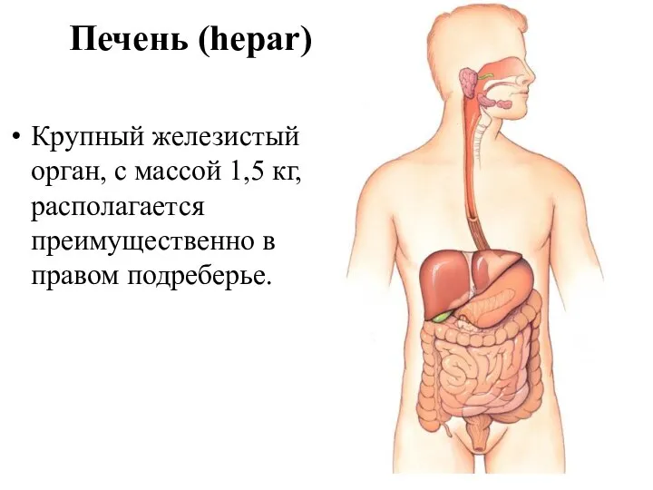 Печень (hepar) Крупный железистый орган, с массой 1,5 кг, располагается преимущественно в правом подреберье.