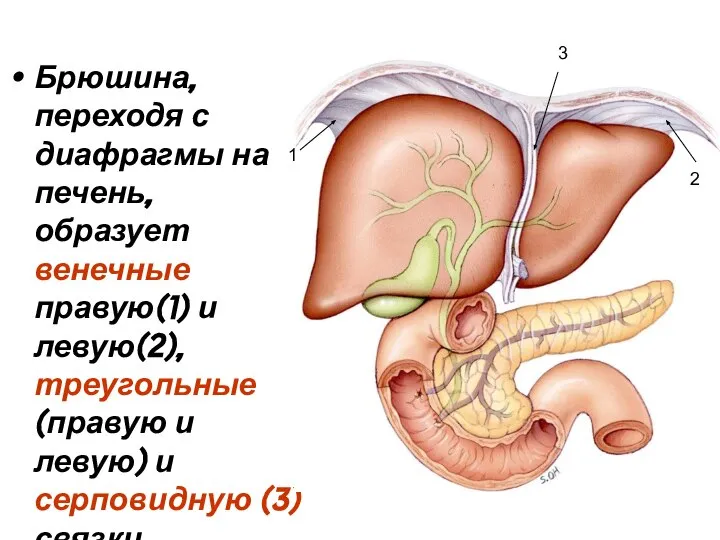 Брюшина, переходя с диафрагмы на печень, образует венечные правую(1) и левую(2),