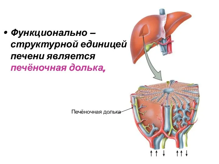 Функционально – структурной единицей печени является печёночная долька, Печёночная долька