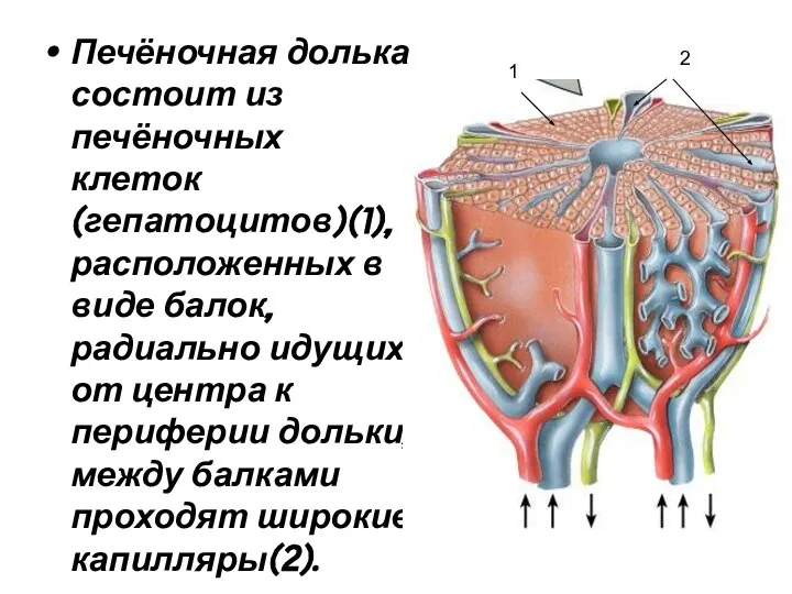 Печёночная долька состоит из печёночных клеток (гепатоцитов)(1), расположенных в виде балок,