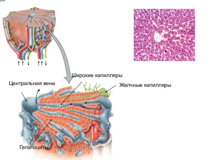 Центральная вена Широкие капилляры Желчные капилляры Гепатоциты