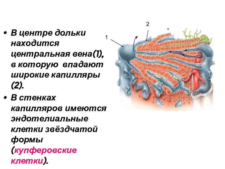 В центре дольки находится центральная вена(1), в которую впадают широкие капилляры(2).