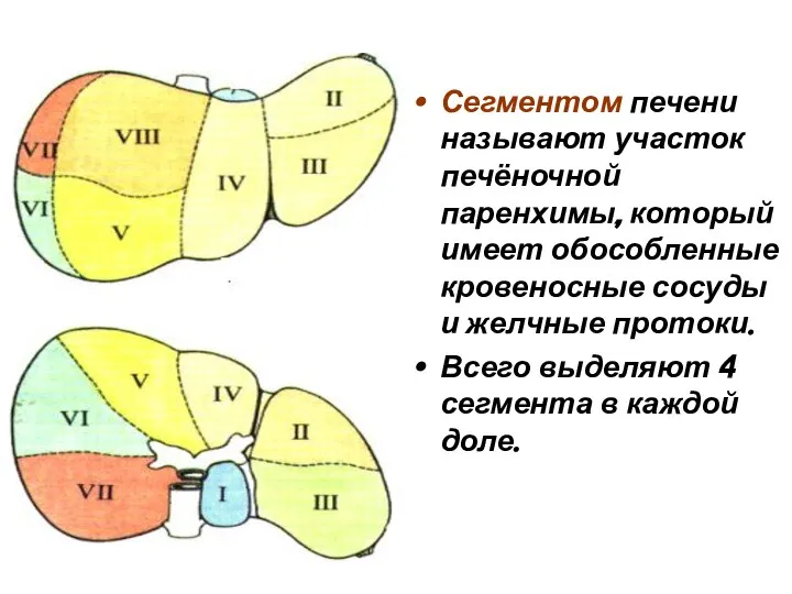 Сегментом печени называют участок печёночной паренхимы, который имеет обособленные кровеносные сосуды