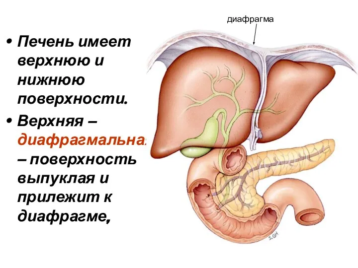 Печень имеет верхнюю и нижнюю поверхности. Верхняя – диафрагмальная – поверхность