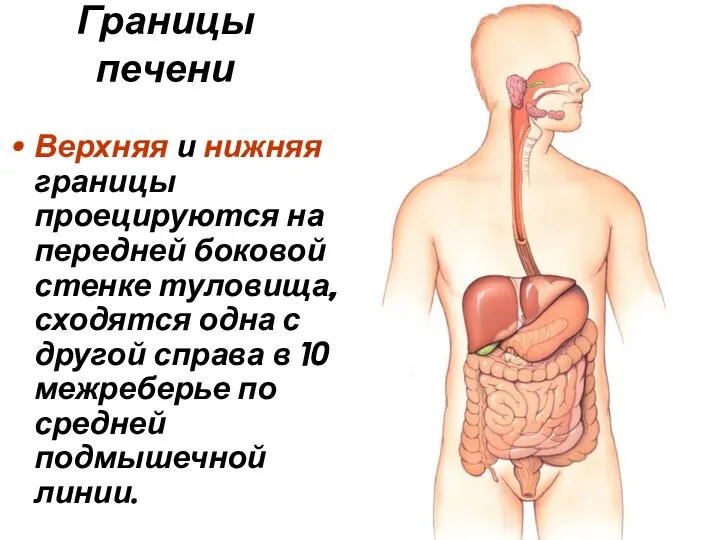 Границы печени Верхняя и нижняя границы проецируются на передней боковой стенке