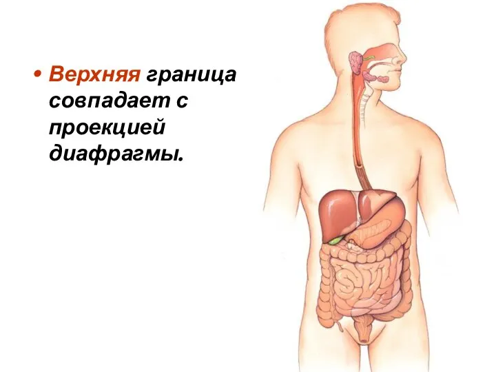 Верхняя граница совпадает с проекцией диафрагмы.