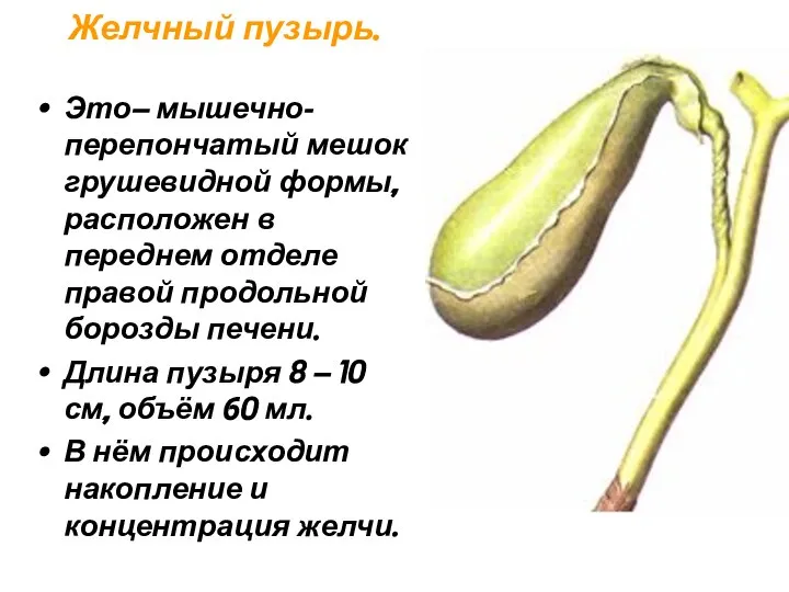 Желчный пузырь. Это– мышечно-перепончатый мешок грушевидной формы, расположен в переднем отделе