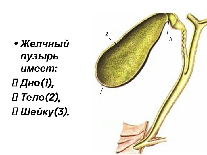 Желчный пузырь имеет: Дно(1), Тело(2), Шейку(3). 1 2 3