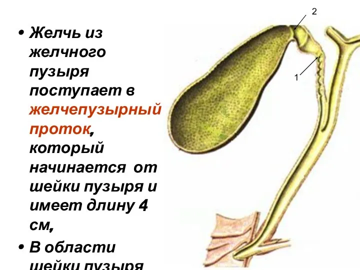 Желчь из желчного пузыря поступает в желчепузырный проток, который начинается от