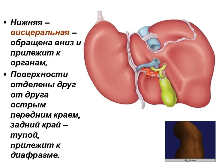 Нижняя – висцеральная – обращена вниз и прилежит к органам. Поверхности